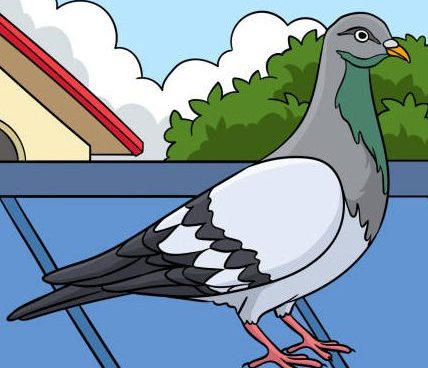 مكافحة الحمام 